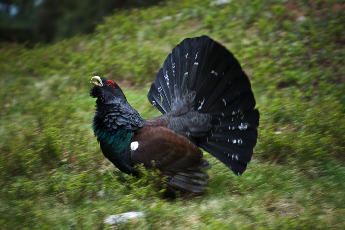 Urogallo Tetrao urogallus